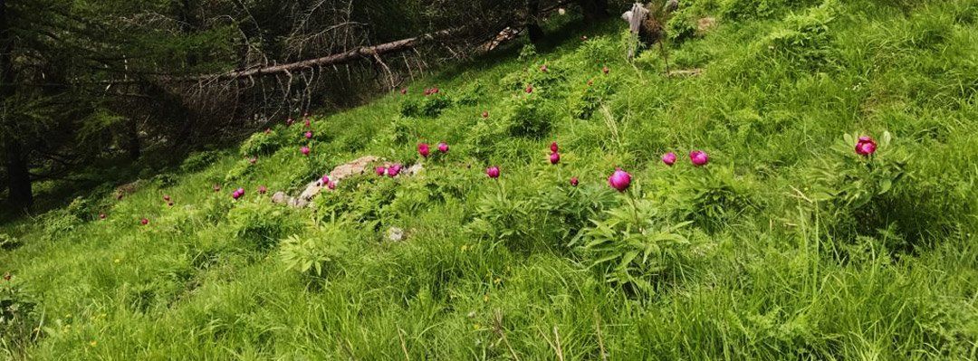 Peonie Valle d'Aosta