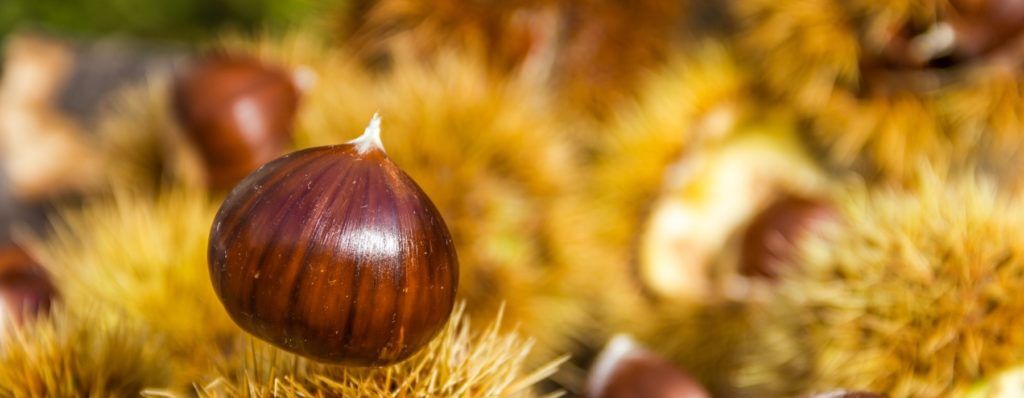 Castagne valle d'Aosta